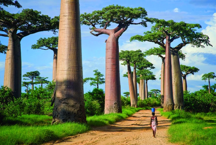 17. Avenue of the Baobabs, Menabe, Madagascar - 29 Wonderful Paths