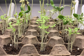 Rows of seedlings grown in an egg tray.