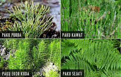  Ciri Ciri dan Klasifikasi Kingdom Plantae  Pengertian, Ciri Ciri dan Klasifikasi Kingdom Plantae (Tumbuhan)