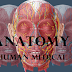 Subdivisions of Anatomy