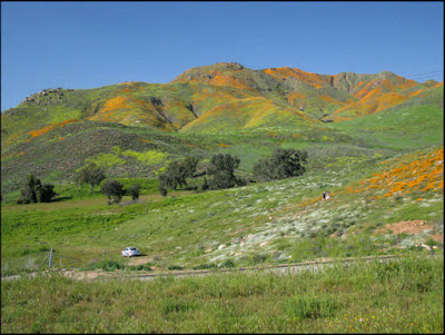 California, wildflowers, superbloom, super bloom, poppies, Lake Elsinore, Walker Canyon