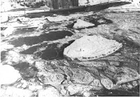 Ice bridge tragedy. The speck on the largest cake of ice is Burrell Hecock. – Niagara Fall (Ontario) Public Library