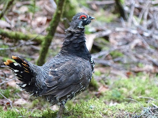 Tétras du Canada - Tétras des savanes - Falcipennis canadensis 