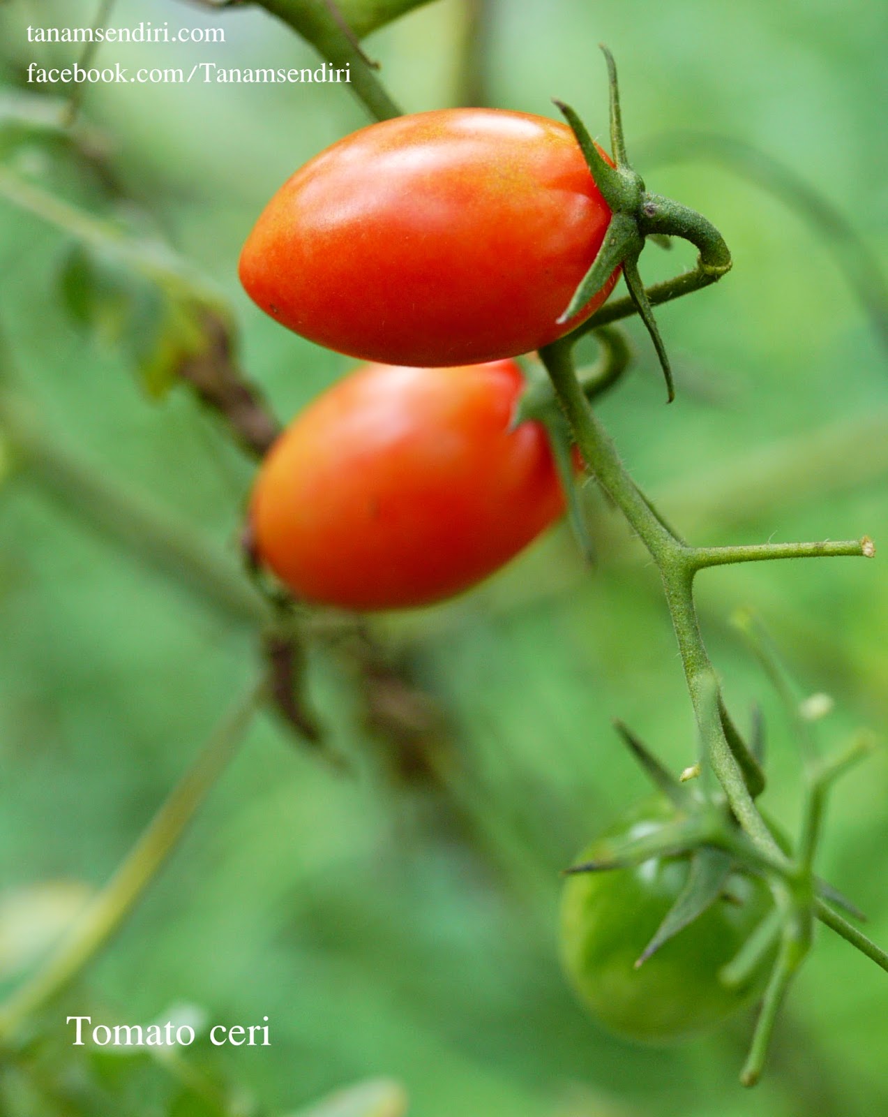 TanamSendiri com Grow Your Own Gambar  Hari Ini Buah  