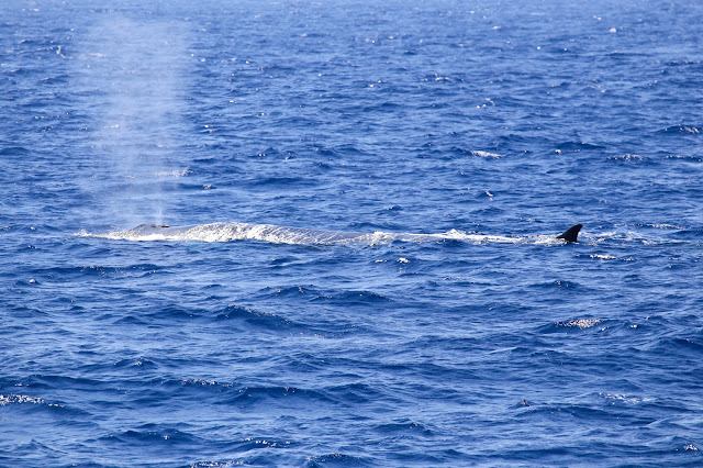 soffio balenottera comune balena liguria avvistamento cetacei whale whalewatchliguria