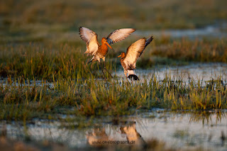 Wildlifefotografie Uferschnepfe Ochsenmoor Olaf Kerber