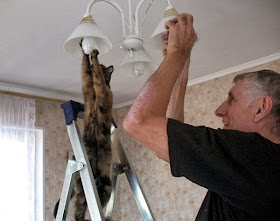 Funny cats - part 78 (35 pics + 10 gifs), cat pics, cat helps human change lamp