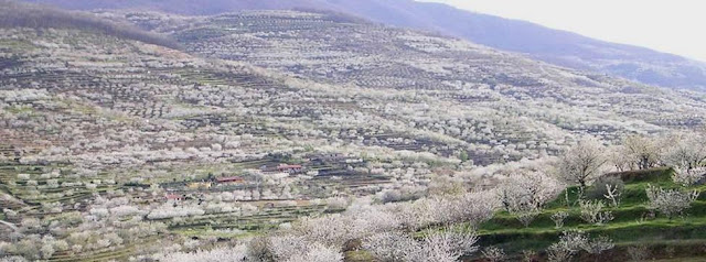 La floración de los cerezos en el Valle del Jerte