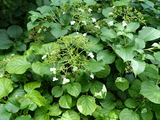 Hydrangea petiolaris - Hydrangée grimpante - Hortensia grimpant