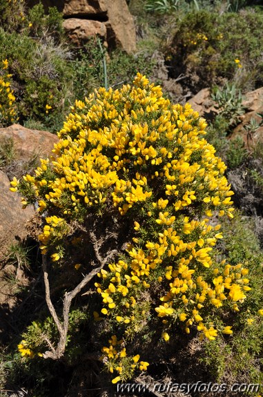 Los Reales de Sierra Bermeja