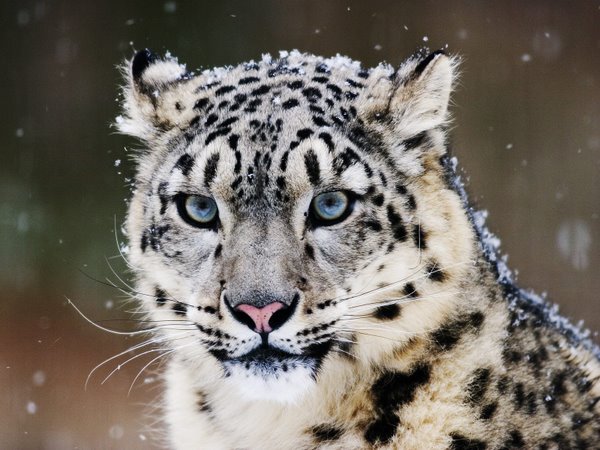 snow leopard pictures. original image Snow Leopards