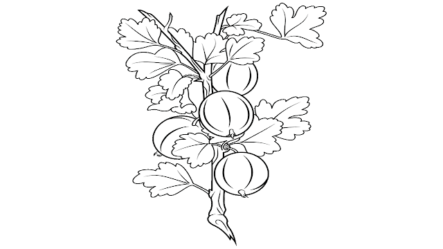 gooseberry clipart black and white
