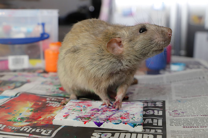 painting rat