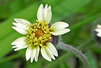 Tridax procumbens