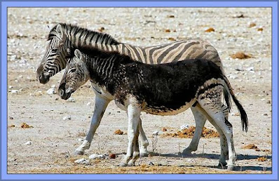 A Black Zebra