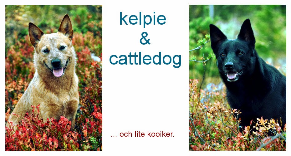 kelpiekräken
