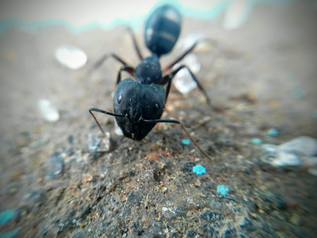 #Mobile_photography : Ant team work 