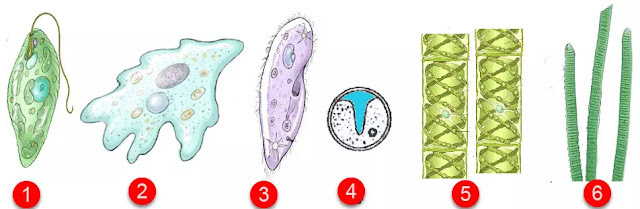Manakah gambar  kelompok  hewan  protozoa 