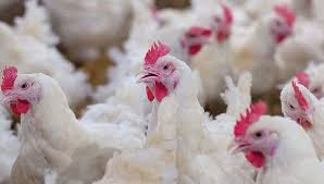 Tags:chicken price Trichy today,chicken rate today,koli kari vilai indru,indraiya kozhi kari vilai,kari koli vilai,tholudan kozhi,elumbukal illatha kozhi,naatu kozhi vilai,uyirudan kozhi,broiler chicken,black  chicken ,seval சிக்கன் விலை திருச்சி