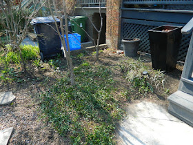 Paul Jung Gardening Services a Toronto Gardening Company Parkdale Spring Yard Cleanup After
