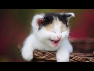 imagenes graciosas de animales imagenes graciosas de animales