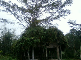 Pohon tumbuh di atap rumah tua Jembatan Akar Pohon paling unik dan aneh di indonesia