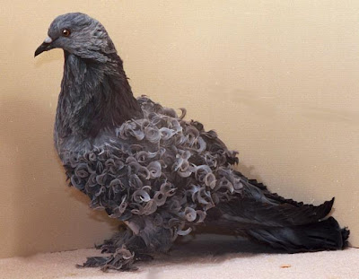 Frill Back Pigeon