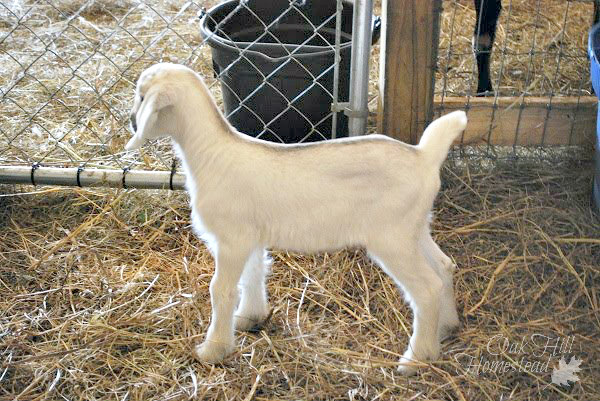 A white doeling in the kids' overnight pen.