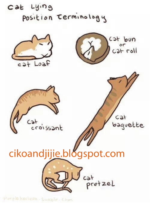 Kisah CIKO & JIJIE. Juga tips penjagaan kucing.: Hilangkan 