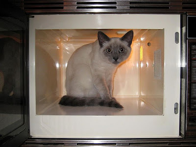 Way to Store and Organize Your Cats Seen On www.coolpicturegallery.net