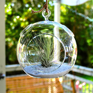 Light and Airy Air Plant