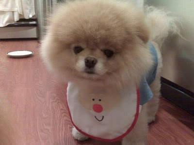 Meet Boo the Cutest Pomeranian Dog Seen On www.coolpicturegallery.us