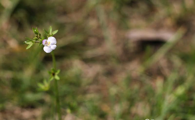 Mazus Japonicus Flowers Pictures