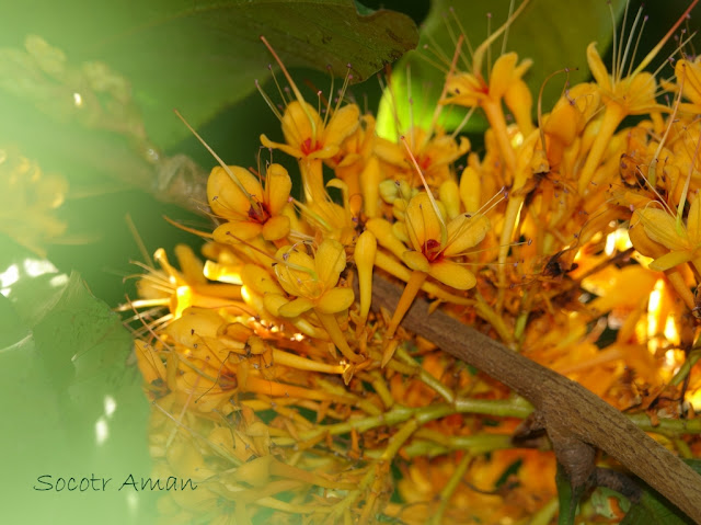 Saraca asoca