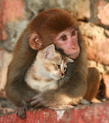 Imagens de Amor/ Fotos de amor romanticas (como eu gosto de voce imagem de amor gato macaco)