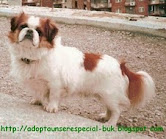 ADOPTA UN SER ESPECIAL