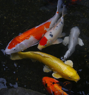 Cara Sukses Budidaya Ikan Koi Untuk Usaha 4 Cara Sukses Budidaya Ikan Koi Untuk Usaha