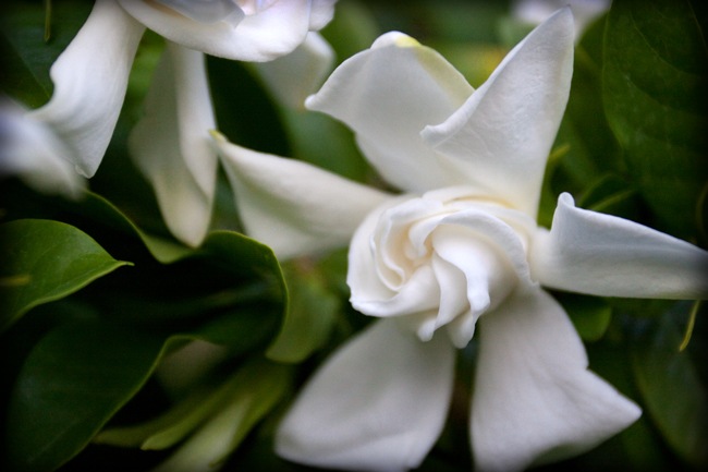 Gardenia-2