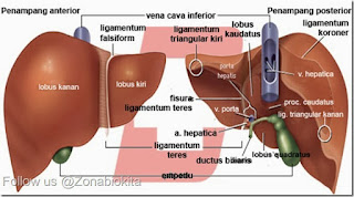  materi biologi tentang  Sistem Ekskresi Pada Manusia (Materi Lengkap)