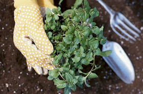 ﻿Tips for beginners to growing garden plants Vegetable seeds