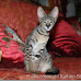 Savannah cat in Beirut