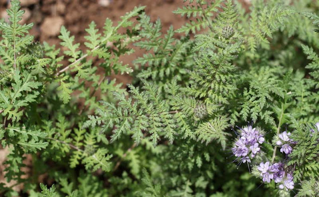 Phacelia Tanacetifolia Flowers Pictures