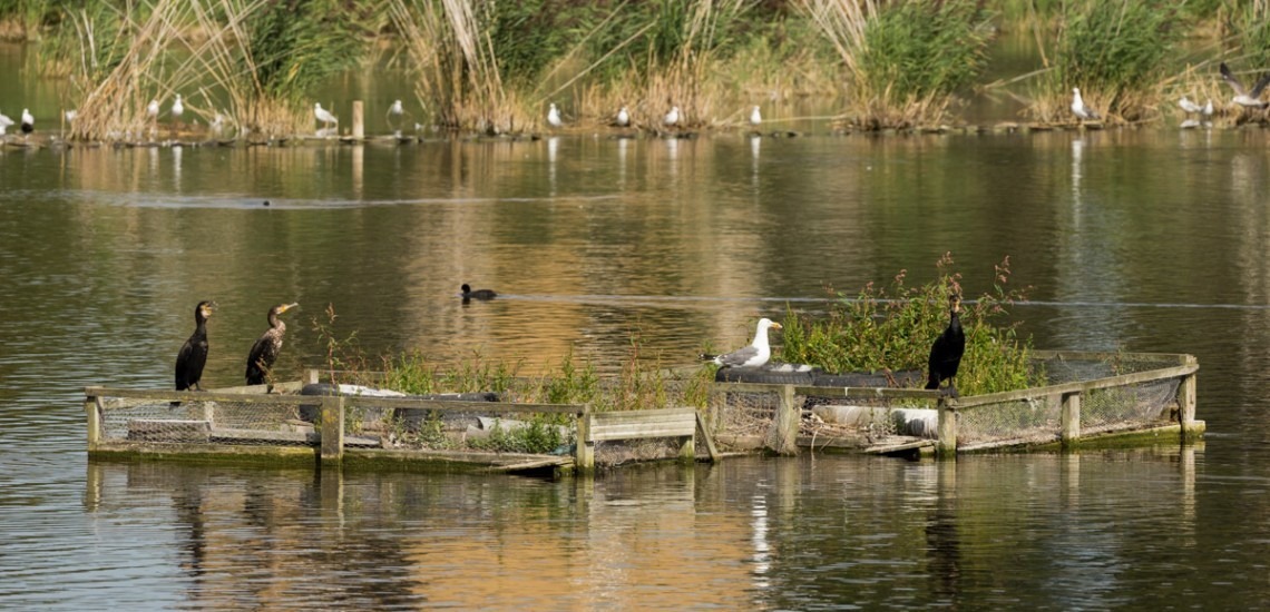 woodberry-wetlands-8 woodberry-wetlands-8