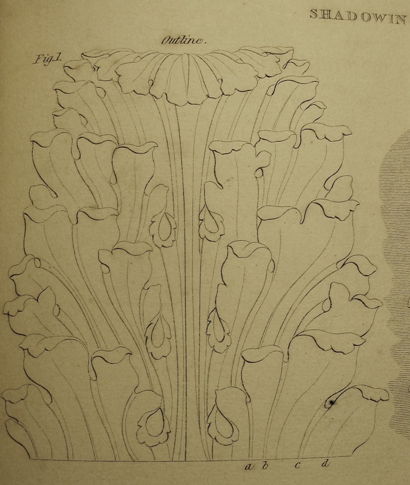 surface fragments: How to Draw the Acanthus: Drawing Shadows (Part IV)