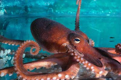  Octopus Picture
