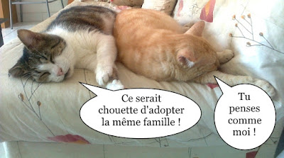 Deux copains chats inséparables !