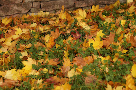 Autumn colour highlights in the countryside