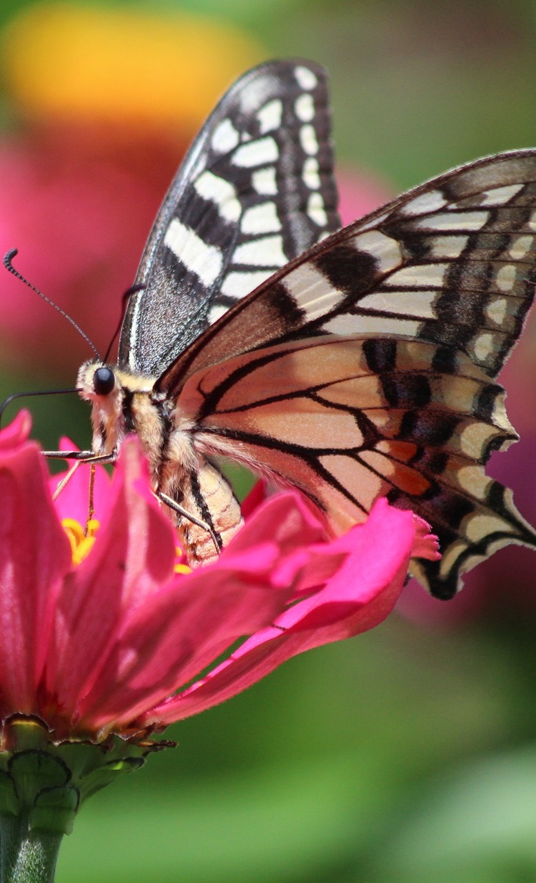 A swallowtail butterfly up close.