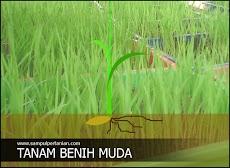 Keuntungan tanam bibit muda ( < 14Hari)