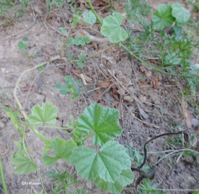 common mallow, Malva neglecta, sprawling